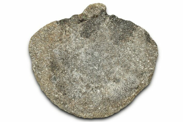 Fossil Dinosaur Vertebra Centrum - Montana #326466